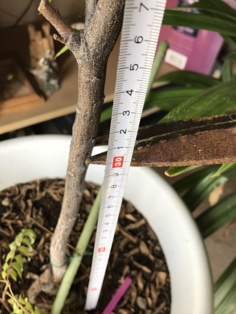 prune at 40 cm