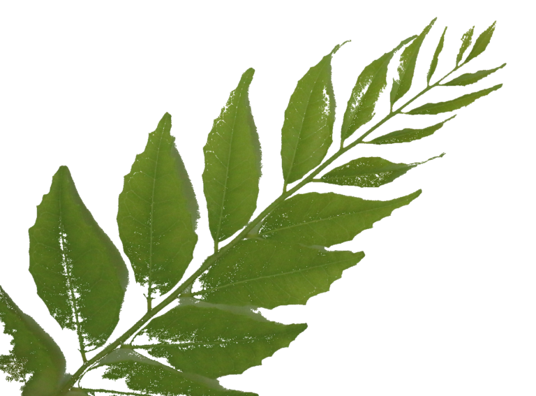 disease-curryleaf-growcurryleaf