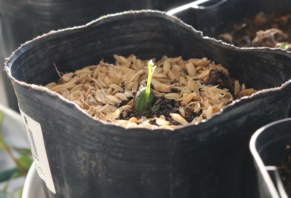 curry plant seeds