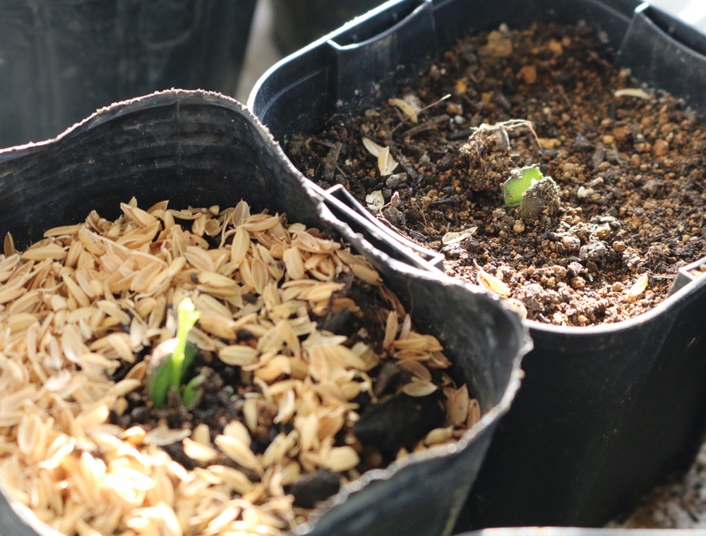 curry plant seeds