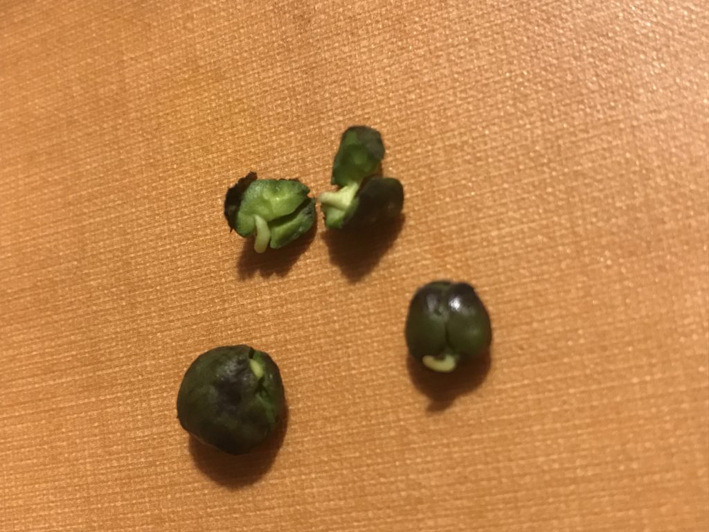 curry plant seeds