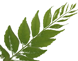 Potato Cabbage and Curry Leaf Galette | curryleaf.growcurryleaf.com