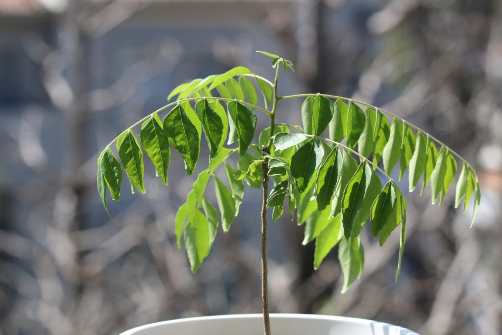 3年経ったカレーリーフの植え替え | curryleaf.growcurryleaf.com